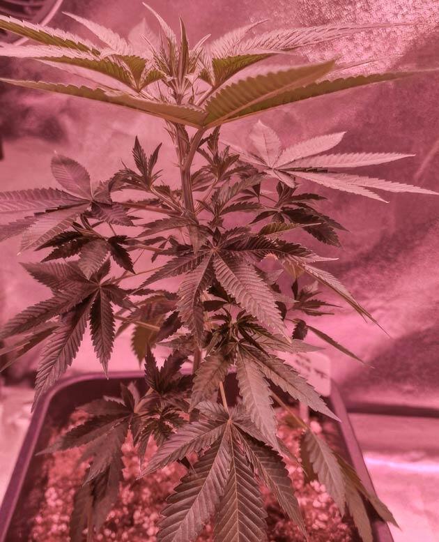Куст Tropicana Cookies FF fem от FastBuds ростом 35 см