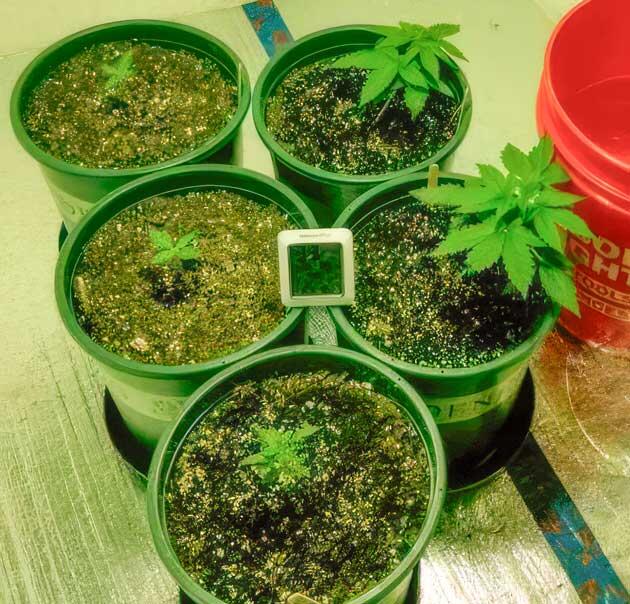 Контроль роста и тренировка Конопля в фазе активного набора зеленой массы