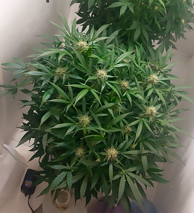 Положительная динамика Bruce Banner Auto