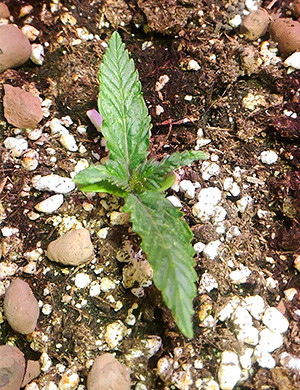 Появление второй пары листьев