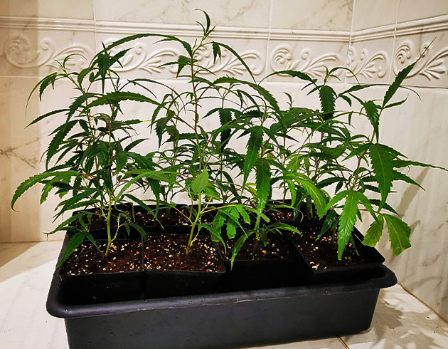 Клоны на подоконнике в маленьких горшочках