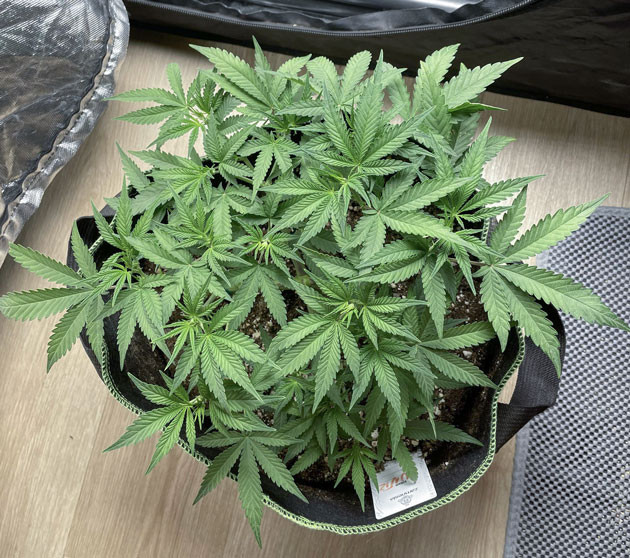 Стадия цветения конопли