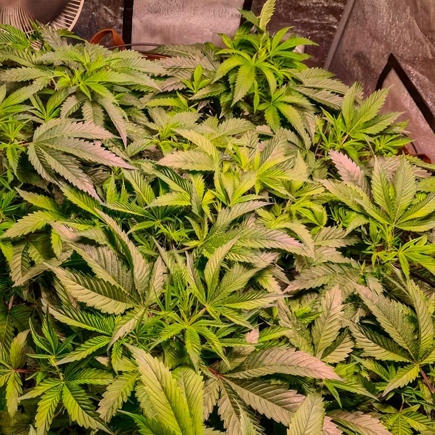 Green Crack 2.0: начало формирования соцветий