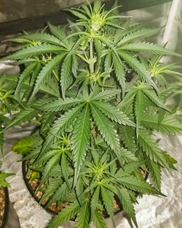 Появление точек роста шишек