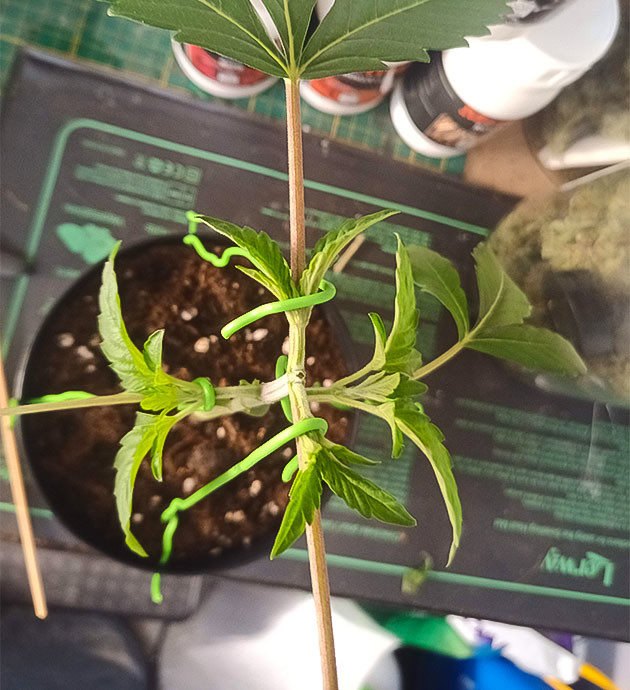 High Society: восстановление и тренировка веток