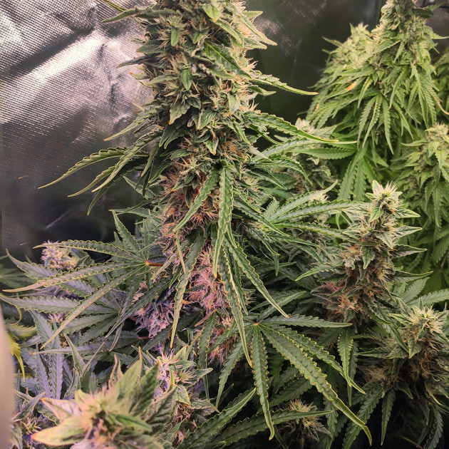 9 неделя выращивания конопли