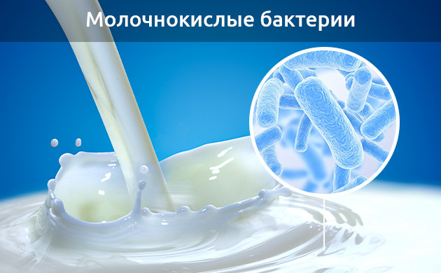 Молочнокислые бактерии