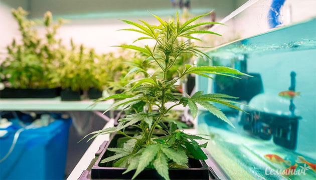 Выращивание конопли на аквапонике