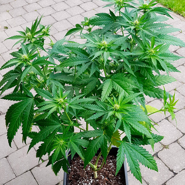 Куст ростом 85 см на улице