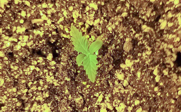 Формирование первых пары листьев