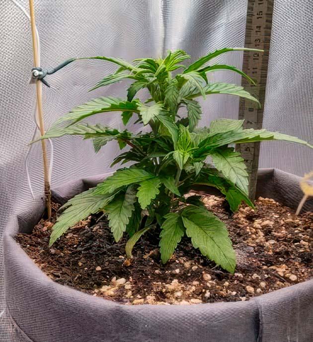 Полив с удобрениями Растишка +Speed Auto на стадии вегетации