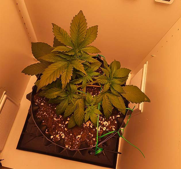 Куст Dos-Vi-Dos fem от сидбанка Семяныч на 3-4 неделе