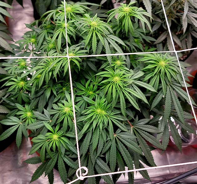 Начало цветения Power Plant X