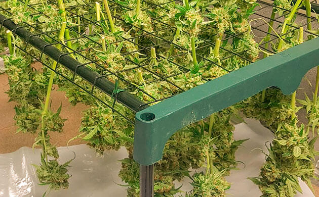 Как правильно сушить каннабис: инструменты и базовые принципы