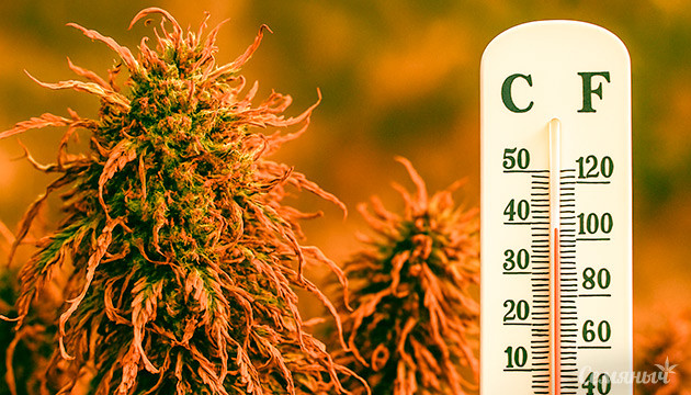 Тепловой стресс у каннабиса