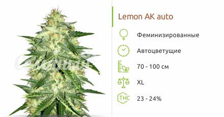 Lemon AK auto от FastBuds
