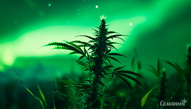 Northern Lights – Сияние среди каннабисовых сортов