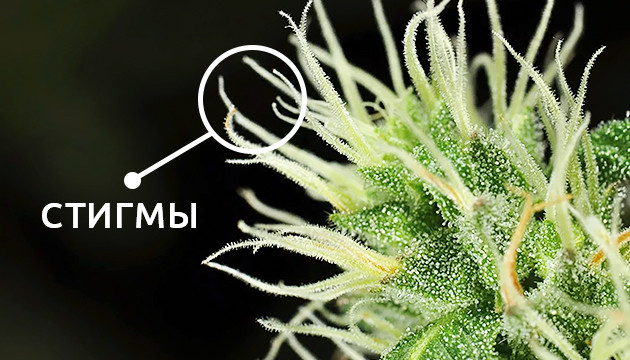 Стигмы конопли