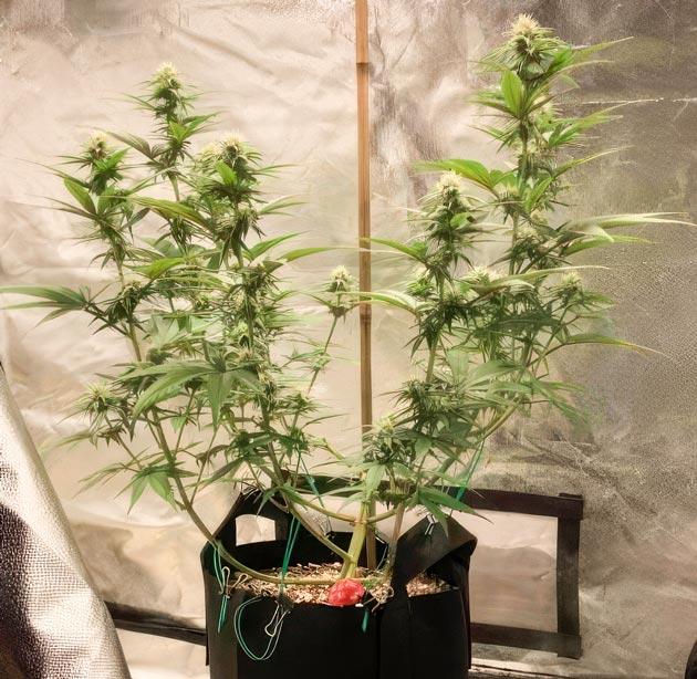 Punchberry Cookies RBX в цветении с фруктово-ягодным ароматом