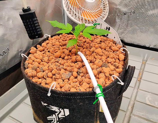 Amnesia Zkittlez Auto: повторная обработка от вредителей