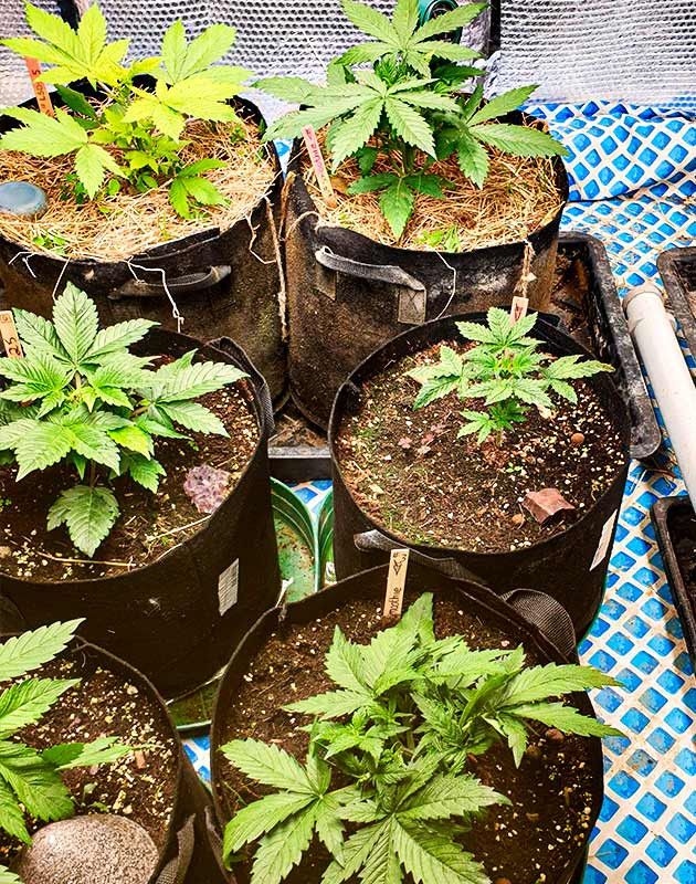 Отставание в развитии одного ростка