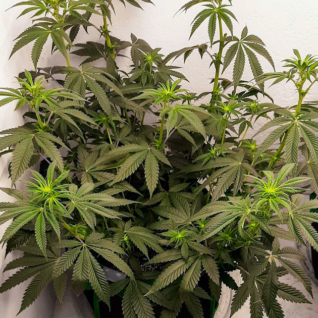 Куст высотой 50 см