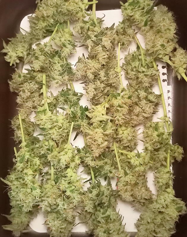 Сбор урожая конопли