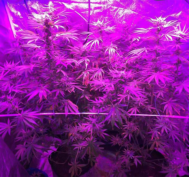 Euforia X: медленное и уверенное развитие в период цветения