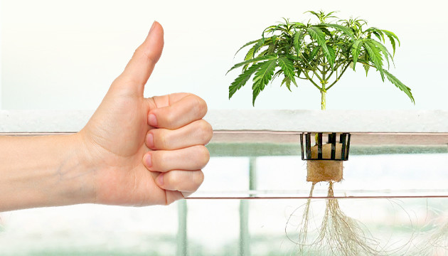 Гидропоника и конопля