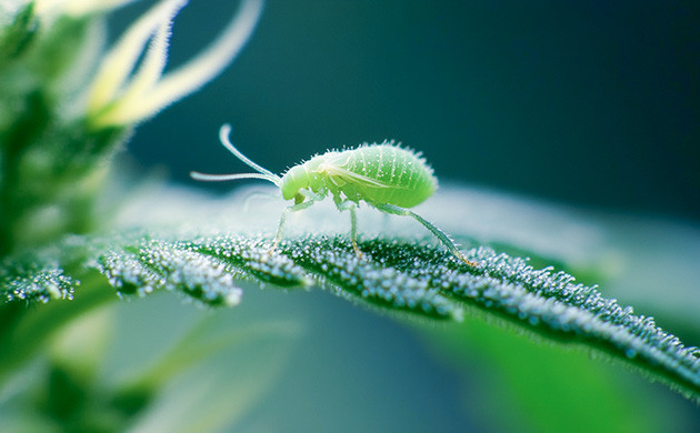 Как защитить урожай от вредителей