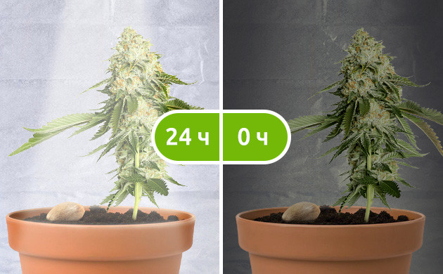 Световой режим 24/0