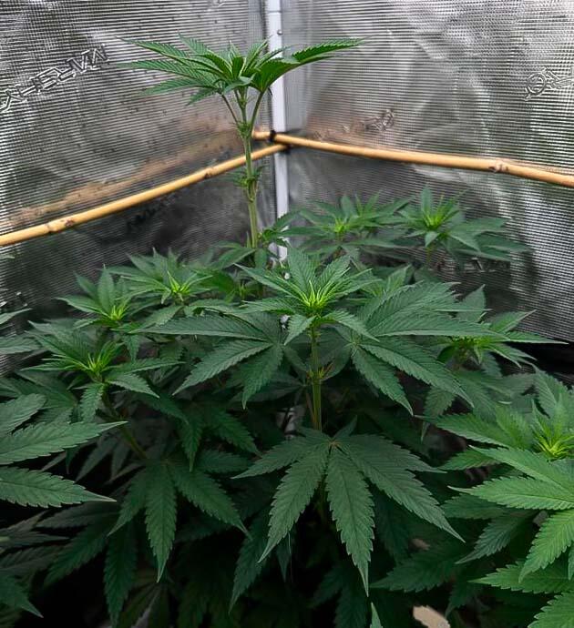 Старт цветения и изменение схемы питания Каннабис в фазе цветения при сокращенном световом дне