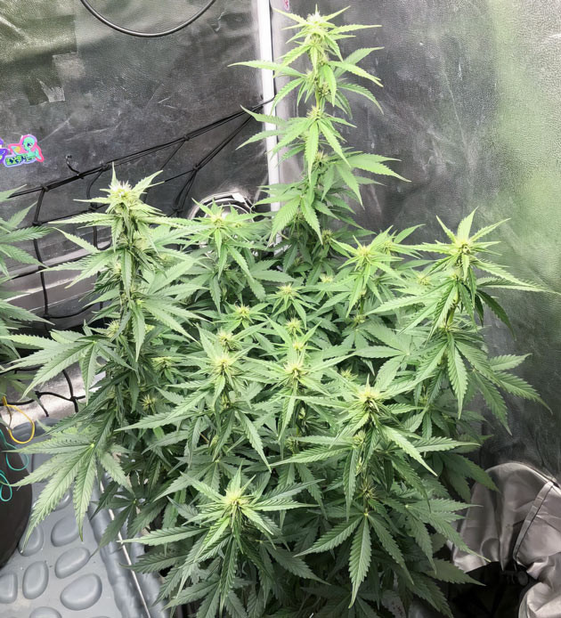 Показатели температуры и влажности для Pink Rozay Auto