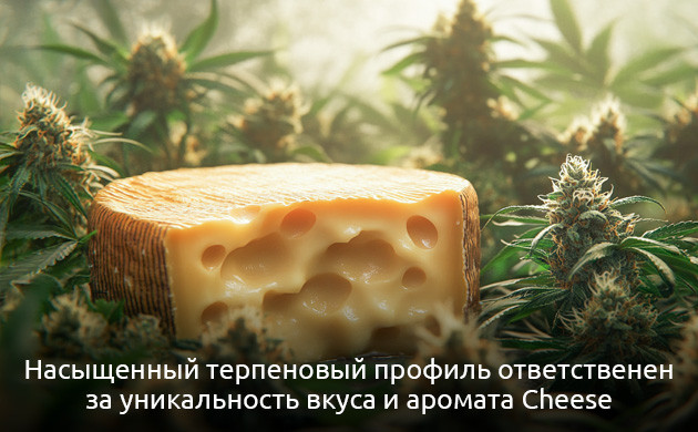 Эффект антуража сорта конопли Cheese