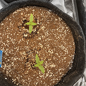 Вторая неделя вегетации