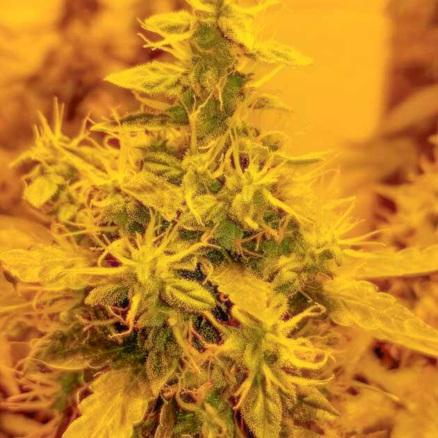 Реакция на условия выращивания Появление лисьих хвостов у конопли