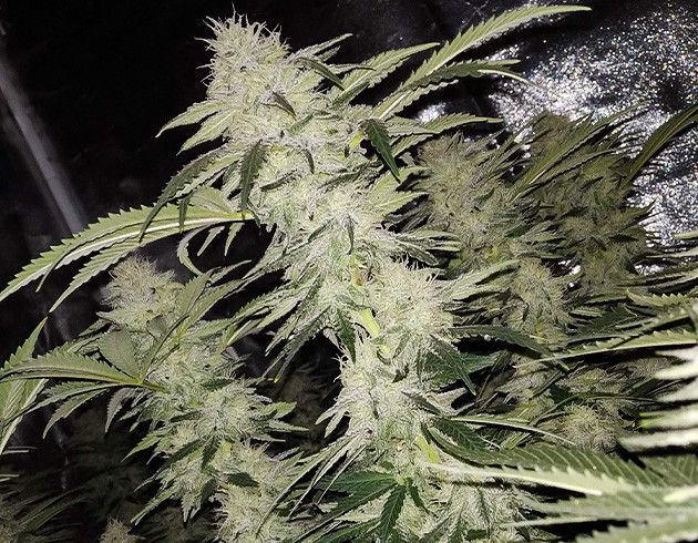 Шишка покрытая трихомами