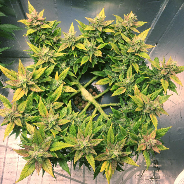 Gorilla Glue Auto c желтыми листьями перед харвестом