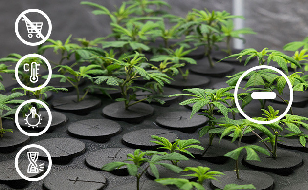 Клоны конопли