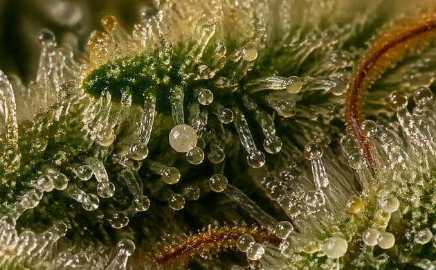 Сравнение тканевой культуры и черенкования