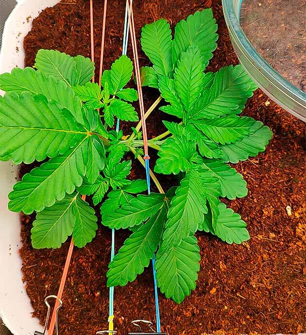 Растишка Gorilla Zkittlez от Семяныча на 3 неделе