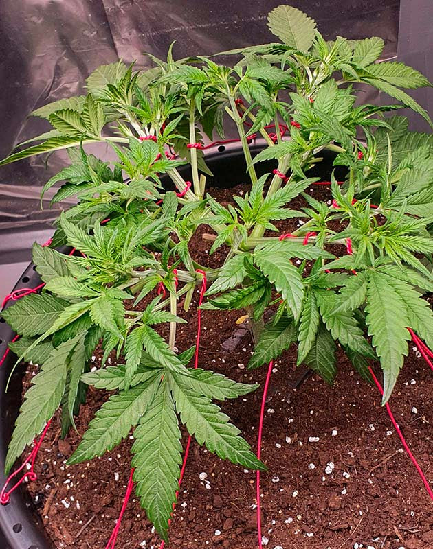 LST-подгиб марихуаны