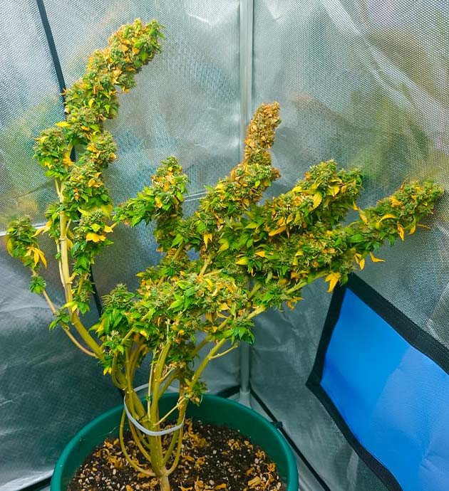 Сбор урожая Blueberry OG