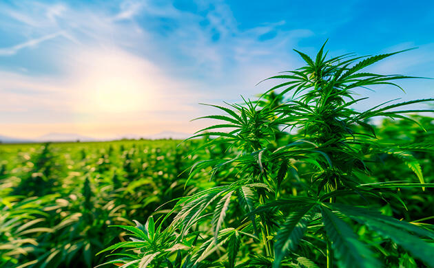 Прочнее хлопка, бережнее к планете