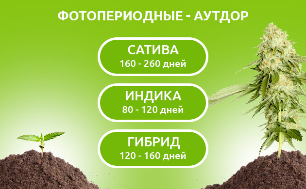 Скорость роста фотопериодных сортов в ауте