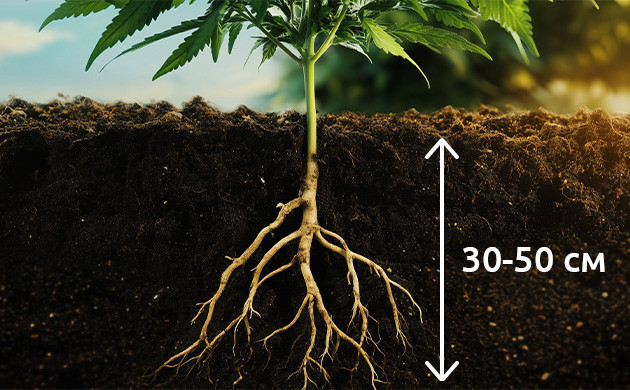Важность корневой системы конопли