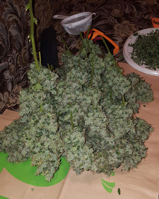 Харвест Auto White Widow