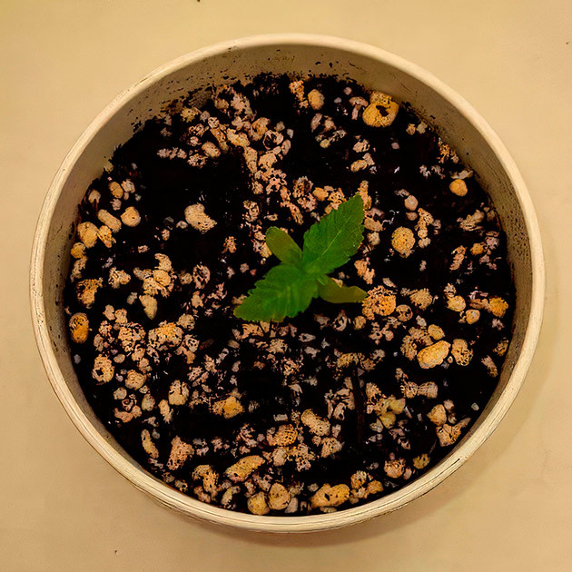 Рост и пересадка рассады Runtz Muffin