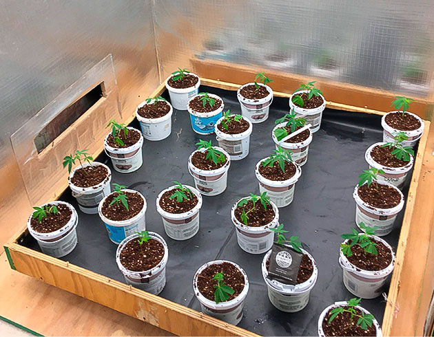 Начало роста Godzilla Glue #4