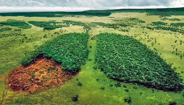 Может ли дым марихуаны повредить лёгкие
